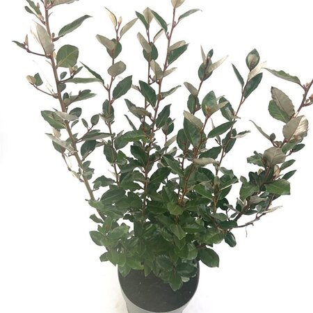Elaeagnus ebb. 'Compacta' 80-100 cm cont. 10L - afbeelding 2