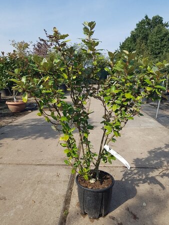 Elaeagnus ebb. 'Compacta' 80-100 cm cont. 10L - afbeelding 3