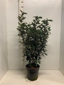 Elaeagnus ebb. 'Compacta' 80-100 cm cont. 10L - afbeelding 11