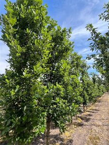 Elaeagnus ebb. 'Compacta' 80-100 cm cont. 10L - afbeelding 2