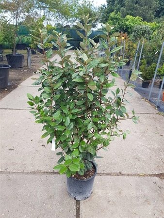 Elaeagnus ebb. 'Compacta' 80-100 cm cont. 10L - afbeelding 9