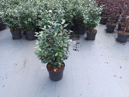Elaeagnus ebb. 'Compacta' 80-100 cm cont. 10L - afbeelding 3