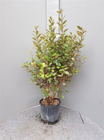 Elaeagnus ebb. 'Compacta' 80-100 cm cont. 10L - afbeelding 8