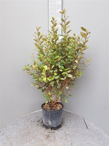 Elaeagnus ebb. 'Compacta' 80-100 cm cont. 10L - afbeelding 8