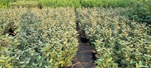 Elaeagnus ebb. 'Compacta' 80-100 cm cont. 7,5L - afbeelding 2