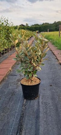 Elaeagnus ebb. 'Compacta' 80-100 cm cont. 7,5L - afbeelding 3