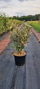 Elaeagnus ebb. 'Compacta' 80-100 cm cont. 7,5L - afbeelding 3