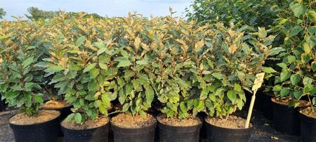 Elaeagnus ebb. 'Compacta' 80-100 cm cont. 7,5L - afbeelding 4