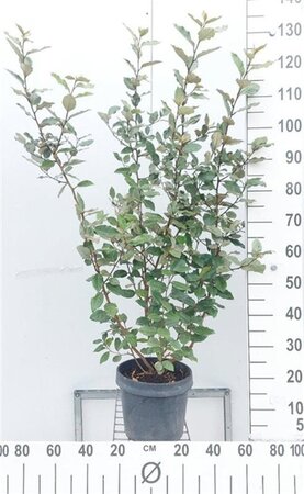 Elaeagnus ebb. 'Compacta' 80-100 cm cont. 7,5L - afbeelding 7