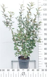 Elaeagnus ebb. 'Compacta' 80-100 cm cont. 7,5L - afbeelding 7