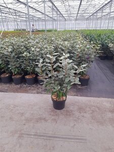 Elaeagnus ebb. 'Compacta' 80-100 cm cont. 7,5L - afbeelding 5