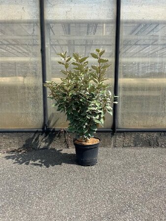 Elaeagnus ebb. 'Compacta' 80-100 cm cont. 7,5L - afbeelding 6