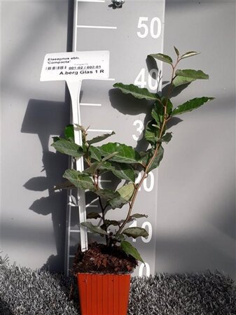 Elaeagnus ebb. 'Compacta' geen maat specificatie 0,55L/P9cm - afbeelding 1