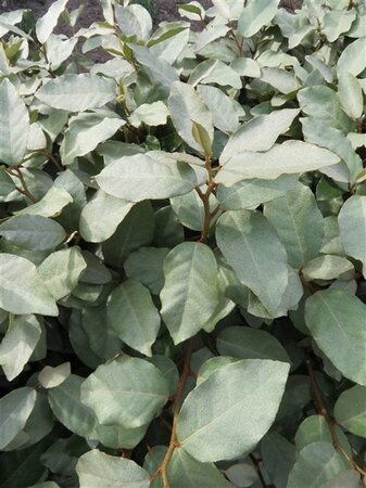Elaeagnus ebb. 'Compacta' geen maat specificatie 0,55L/P9cm - afbeelding 2
