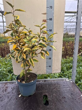 Elaeagnus ebb. 'Gilt Edge' 30-40 cm cont. 3,0L