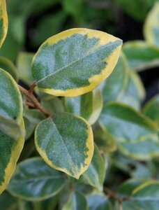 Elaeagnus ebb. 'Gilt Edge' 40-60 cm cont. 3,0L - afbeelding 2