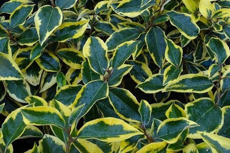 Elaeagnus ebb. 'Gilt Edge' 60-80 cm container - afbeelding 1