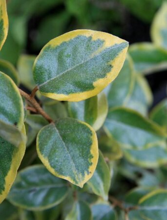 Elaeagnus ebb. 'Gilt Edge' 60-80 cm container - afbeelding 2