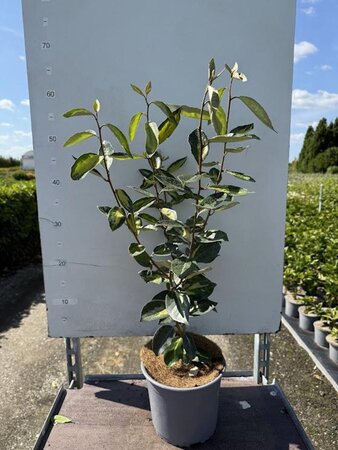 Elaeagnus ebb. 'Limelight' 30-40 cm cont. 3,0L - afbeelding 3