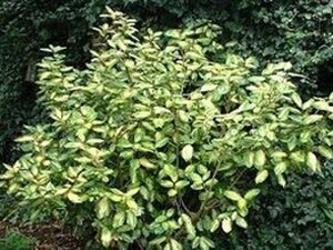 Elaeagnus ebb. 'Limelight' 30-40 cm cont. 3,0L - afbeelding 2
