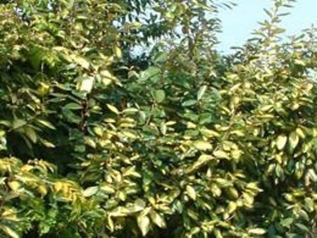 Elaeagnus ebb. 'Limelight' 40-60 cm cont. 3,0L - afbeelding 1