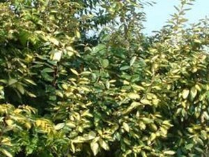 Elaeagnus ebb. 'Limelight' 40-60 cm cont. 3,0L