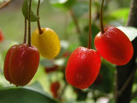Elaeagnus multiflora 60-100 cm container - afbeelding 1
