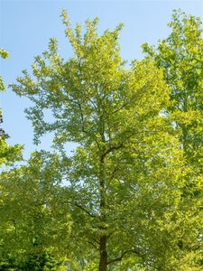 Elaeagnus multiflora 60-100 cm container - afbeelding 4