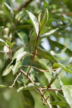 Elaeagnus multiflora 60-100 cm container - afbeelding 6