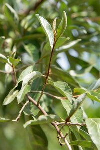 Elaeagnus multiflora 60-100 cm container - afbeelding 6