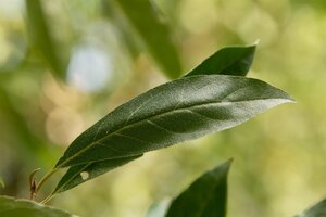 Elaeagnus multiflora 60-100 cm container - afbeelding 7