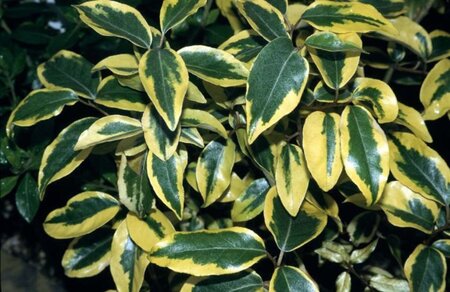 Elaeagnus pungens 'Goldrim' 25-30 cm cont. 3,0L - afbeelding 1