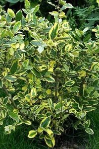 Elaeagnus pungens 'Goldrim' 25-30 cm cont. 3,0L - afbeelding 2