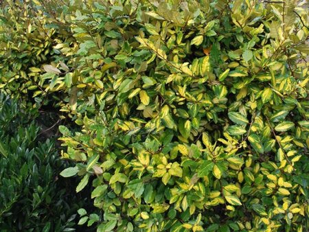 Elaeagnus pungens 'Maculata' 30-40 cm cont. 3,0L - afbeelding 1