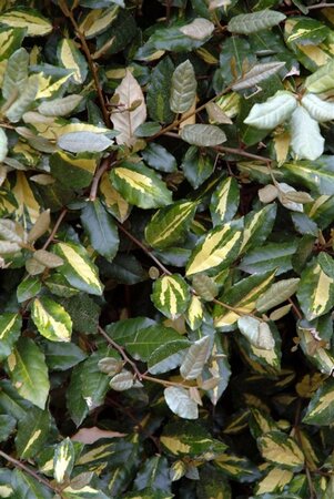 Elaeagnus pungens 'Maculata' 30-40 cm cont. 3,0L - afbeelding 2