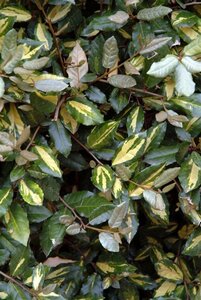 Elaeagnus pungens 'Maculata' 50-60 cm container - afbeelding 2