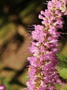 Elsholtzia stauntonii 40-60 cm cont. 2,0L