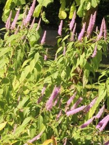 Elsholtzia stauntonii 40-60 cm cont. 2,0L - afbeelding 2