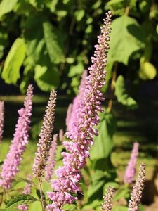 Elsholtzia stauntonii 40-60 cm cont. 2,0L - afbeelding 3