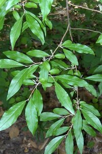 Elaeagnus umbellata 60-100 cm met kluit
