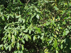 Elaeagnus umbellata 60-100 cm met kluit - afbeelding 2