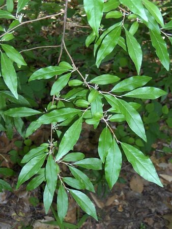 Elaeagnus umbellata 60-100 cm met kluit - afbeelding 3