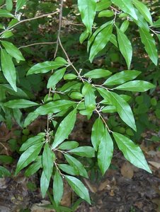 Elaeagnus umbellata 60-100 cm met kluit - afbeelding 3