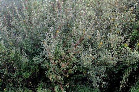 Elaeagnus umbellata 60-100 cm met kluit - afbeelding 4