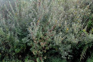 Elaeagnus umbellata 60-100 cm met kluit - afbeelding 4