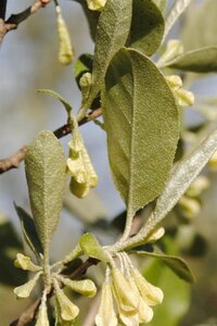 Elaeagnus umbellata 60-100 cm met kluit - afbeelding 5