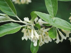 Elaeagnus umbellata 60-100 cm met kluit - afbeelding 7