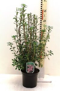 Enkianthus campanulatus 40-50 cm cont. 3,0L
