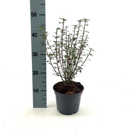 Enkianthus campanulatus 40-50 cm cont. 3,0L