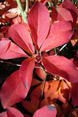 Enkianthus campanulatus 40-60 cm cont. 3,0L - afbeelding 1